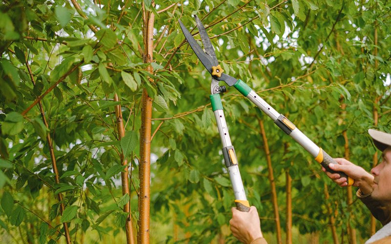 Tree trimming in Cory, IN